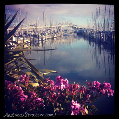 westhaven-marina-as Westhaven Marina in Auckland is one of the largest marinas in the Southern Hemisphere.