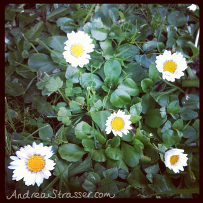 Spring has sprung, and the first daisies of the season are here already. That must mean that summer is on the way!